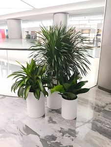 宁波杭州湾盆景出租专业